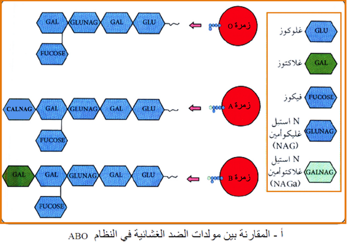 التخصص الوظيفي للبروتينات دور البروتينات في الدفاع عن الذات