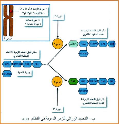 التخصص الوظيفي للبروتينات دور البروتينات في الدفاع عن الذات