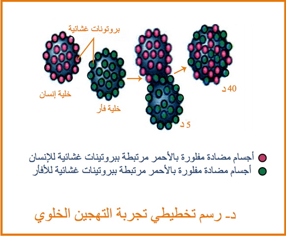 التخصص الوظيفي للبروتينات دور البروتينات في الدفاع عن الذات