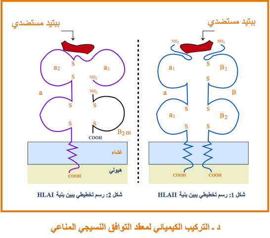 التخصص الوظيفي للبروتينات دور البروتينات في الدفاع عن الذات