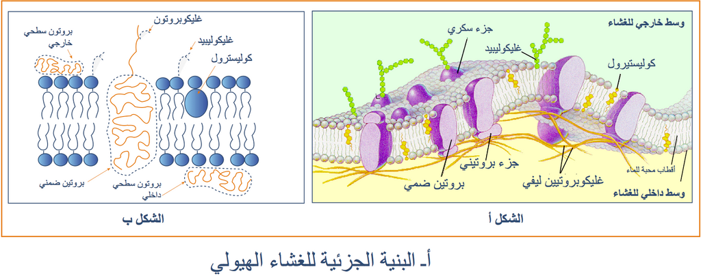 التخصص الوظيفي للبروتينات دور البروتينات في الدفاع عن الذات