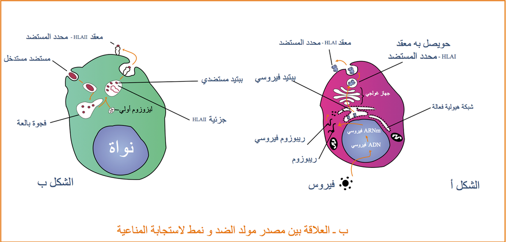 التخصص الوظيفي للبروتينات دور البروتينات في الدفاع عن الذات