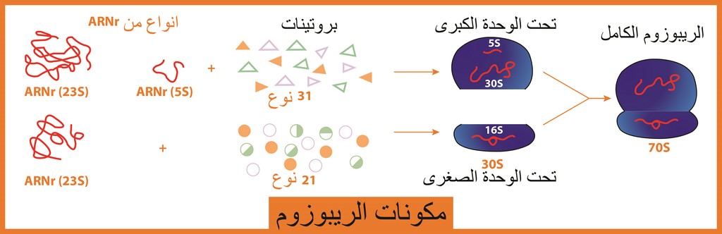 التخصص الوظيفي للبروتينات ألية تركيب البروتن مراحل الترجمة