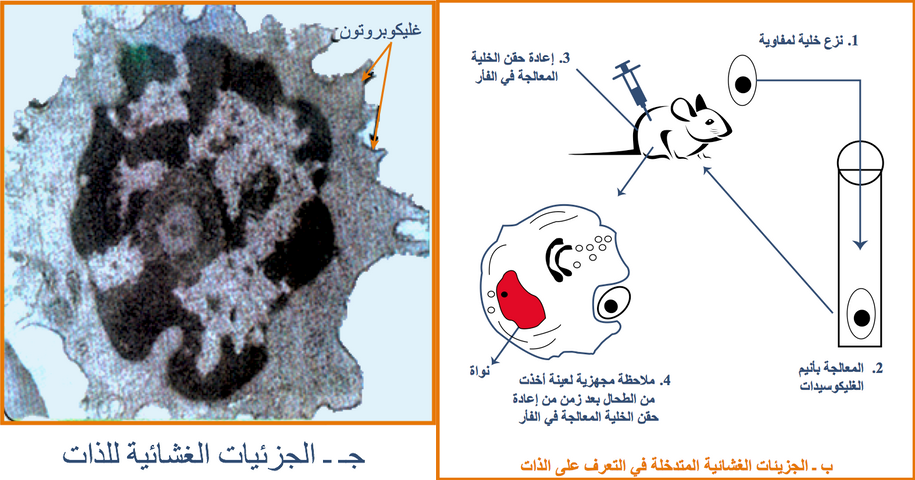 التخصص الوظيفي للبروتينات دور البروتينات في الدفاع عن الذات