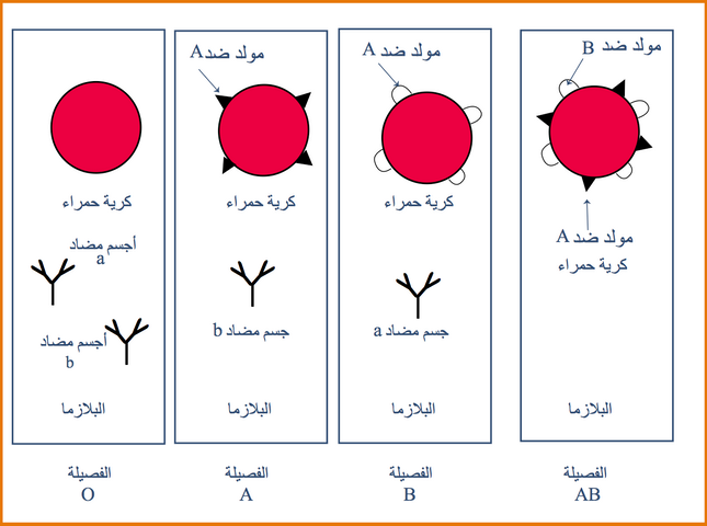 التخصص الوظيفي للبروتينات دور البروتينات في الدفاع عن الذات